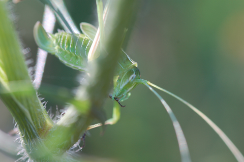 Chiedo conferma per  Tylopsis lilifolia